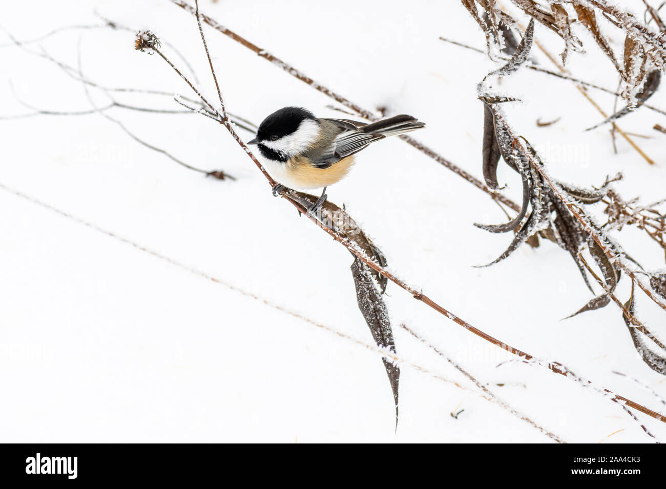 Un black-capped Luisa (Poecile atricapillus) arroccato sulle erbacce secche con un sfondo innevato. Foto Stock