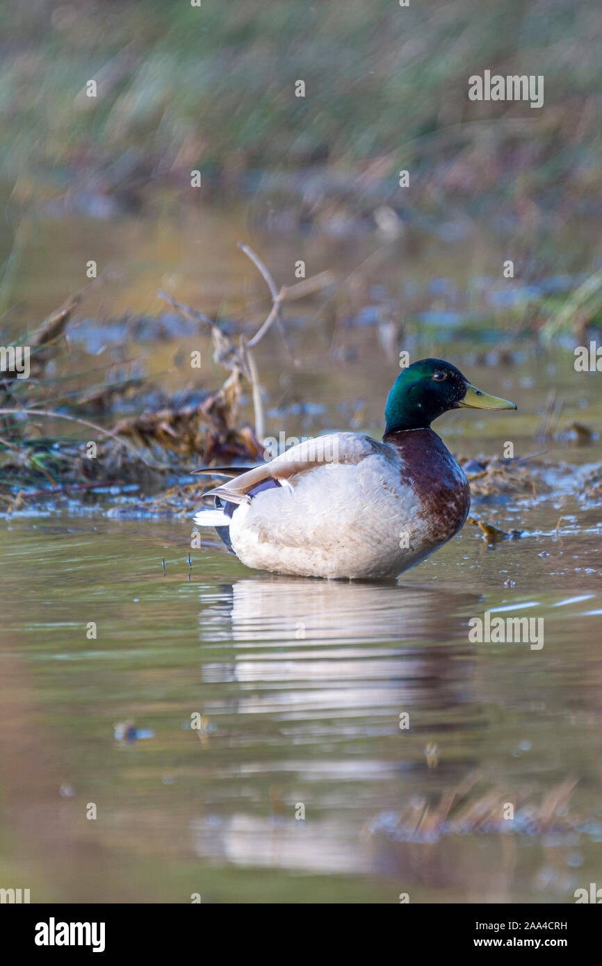 Un maschio di Mallard duck (Anas platyrhynchos) drake in piedi in acqua poco profonda. Foto Stock