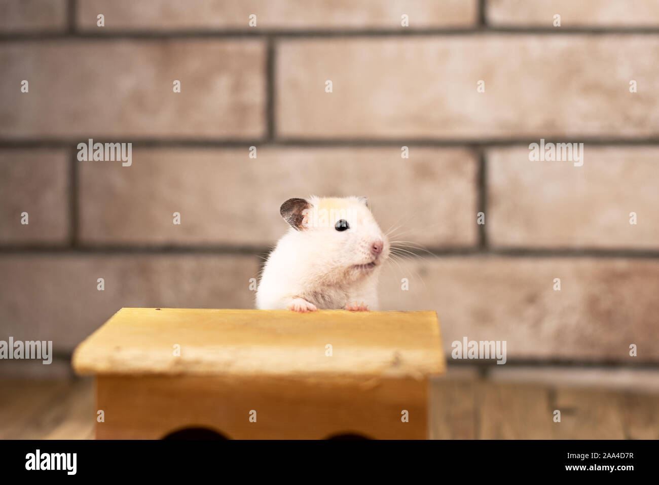 Criceto con casa in legno su Sfondo mattone Foto Stock