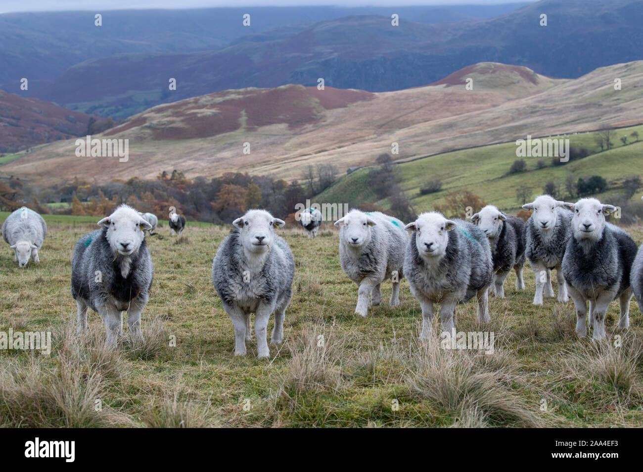 Gregge di pecore Herdwick sui pascoli di montagna al tempo Tupping in autunno. Cumbria, Regno Unito. Foto Stock
