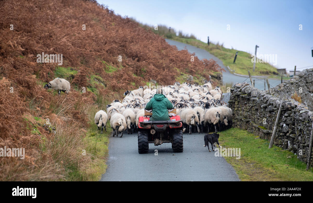 Pastore su quad bike guida swaledale pecore su una strada di campagna in Swaledale North Yorkshire, Regno Unito Foto Stock Pastore su quad bike guida swaledale pecore su una strada di campagna in Swaledale North Yorkshire, Regno Unito Foto Stock