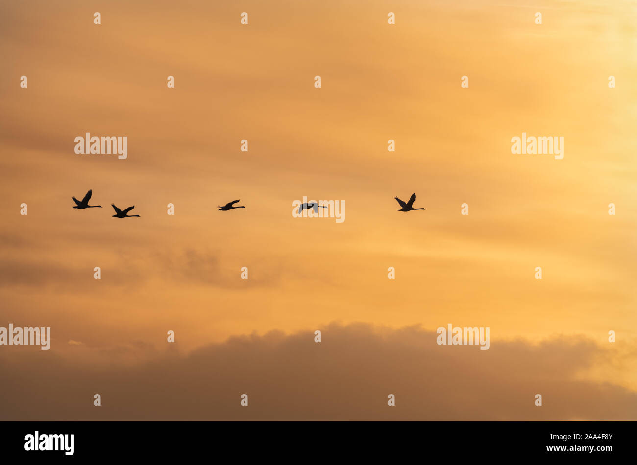 Flying Swan sagome di Sunrise Foto Stock
