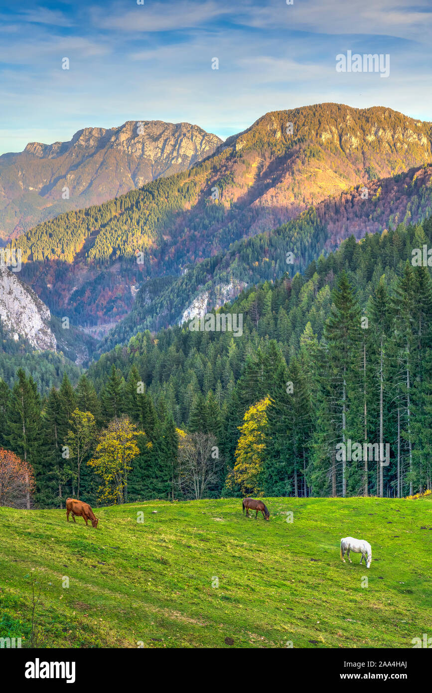 Il pascolo di bestiame in Logarska dolina delle Alpi Kamnik, Slovenia, l'Europa. Foto Stock