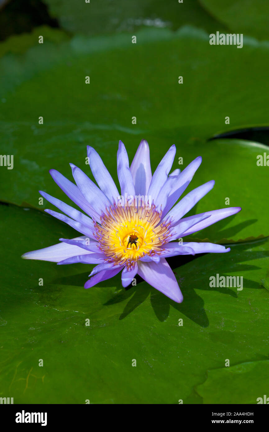 Close up viola giallo fiore di loto Foto Stock