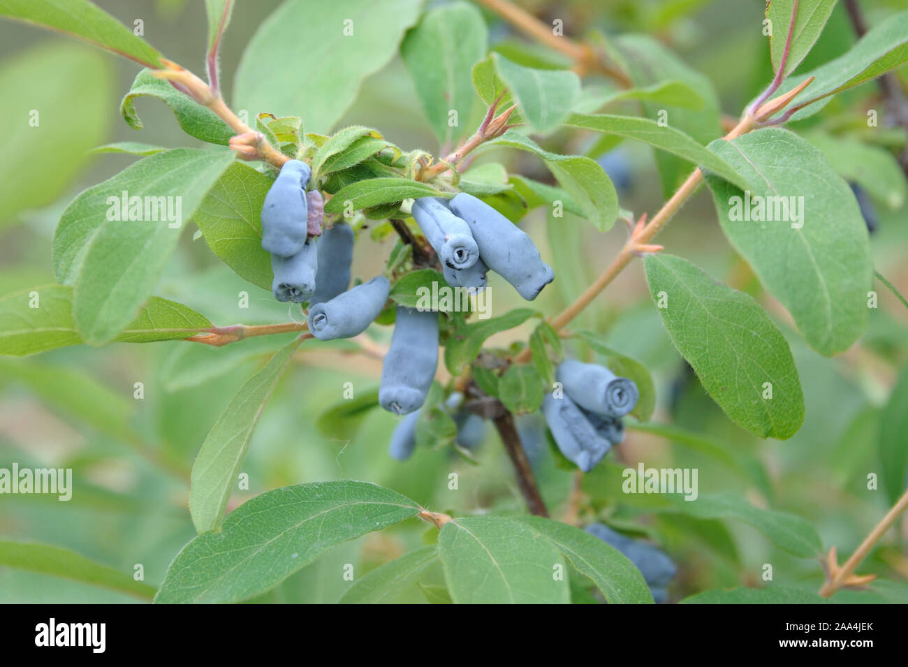 Blaue Honigbeere (Lonicera caerulea 'Morena') Foto Stock