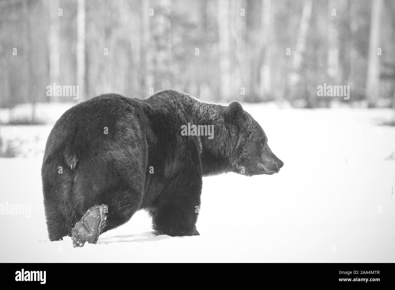 Apr. 22, 2019. Un orso bruno (Ursus arctos) nella taiga. Khumo, Finlandia. Foto Stock