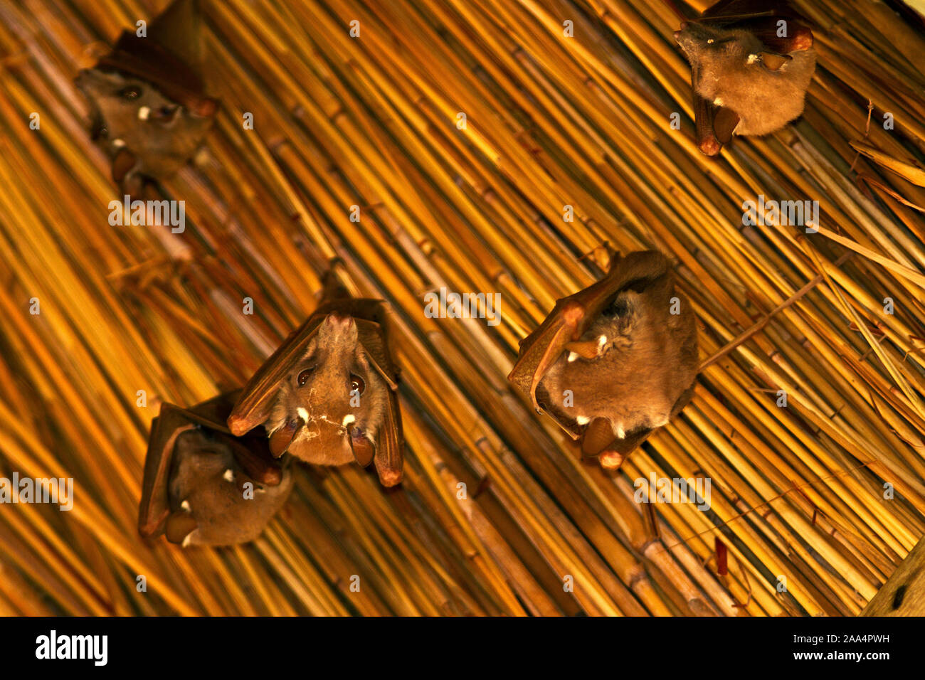 Il piccolo frutto Bat è diffusa e spesso di alimentazione e di posatoio alonside la leggermente più grande di Pietro e di Wahlberg's Epauletted pipistrelli della frutta. Bein Foto Stock