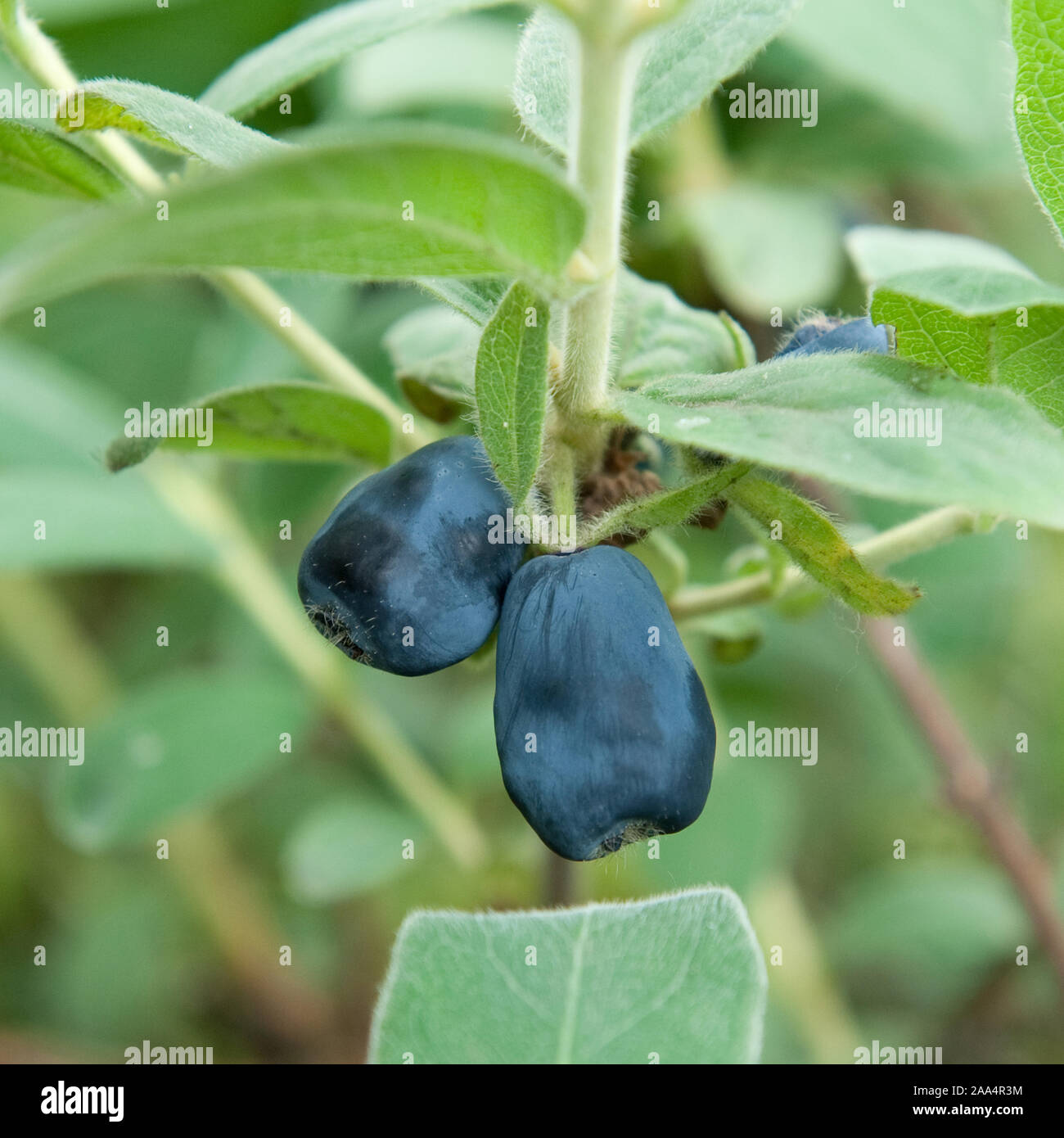 Blaue Honigbeere (Lonicera caerulea 'Blue Velvet") Foto Stock