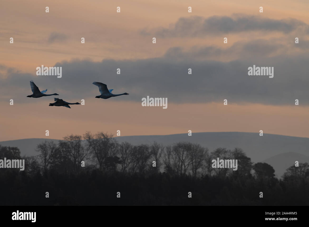 Flying Swan sagome di Sunrise Foto Stock