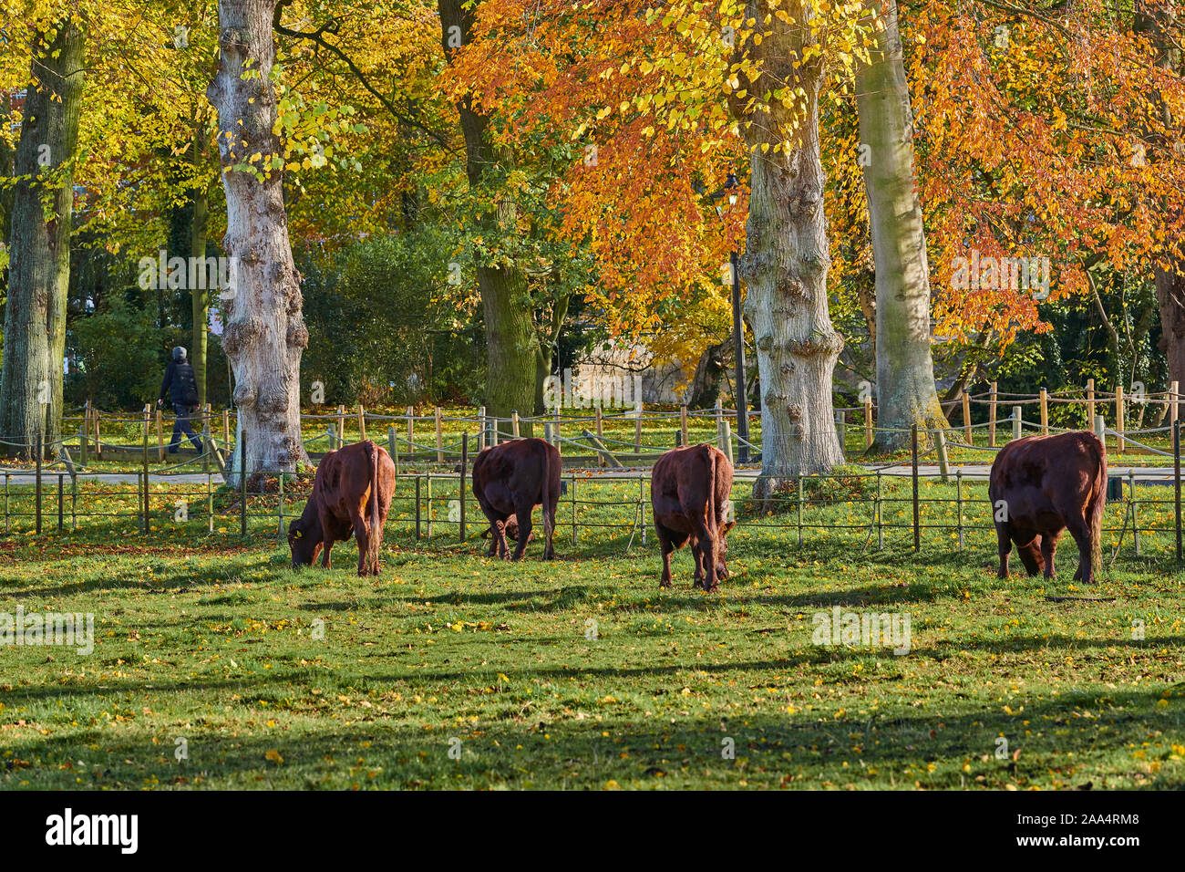 Il bestiame pascola sul prato chiamato studiosi' pezzo al King's College, Università di Cambridge, Inghilterra, in una giornata autunnale. Foto Stock