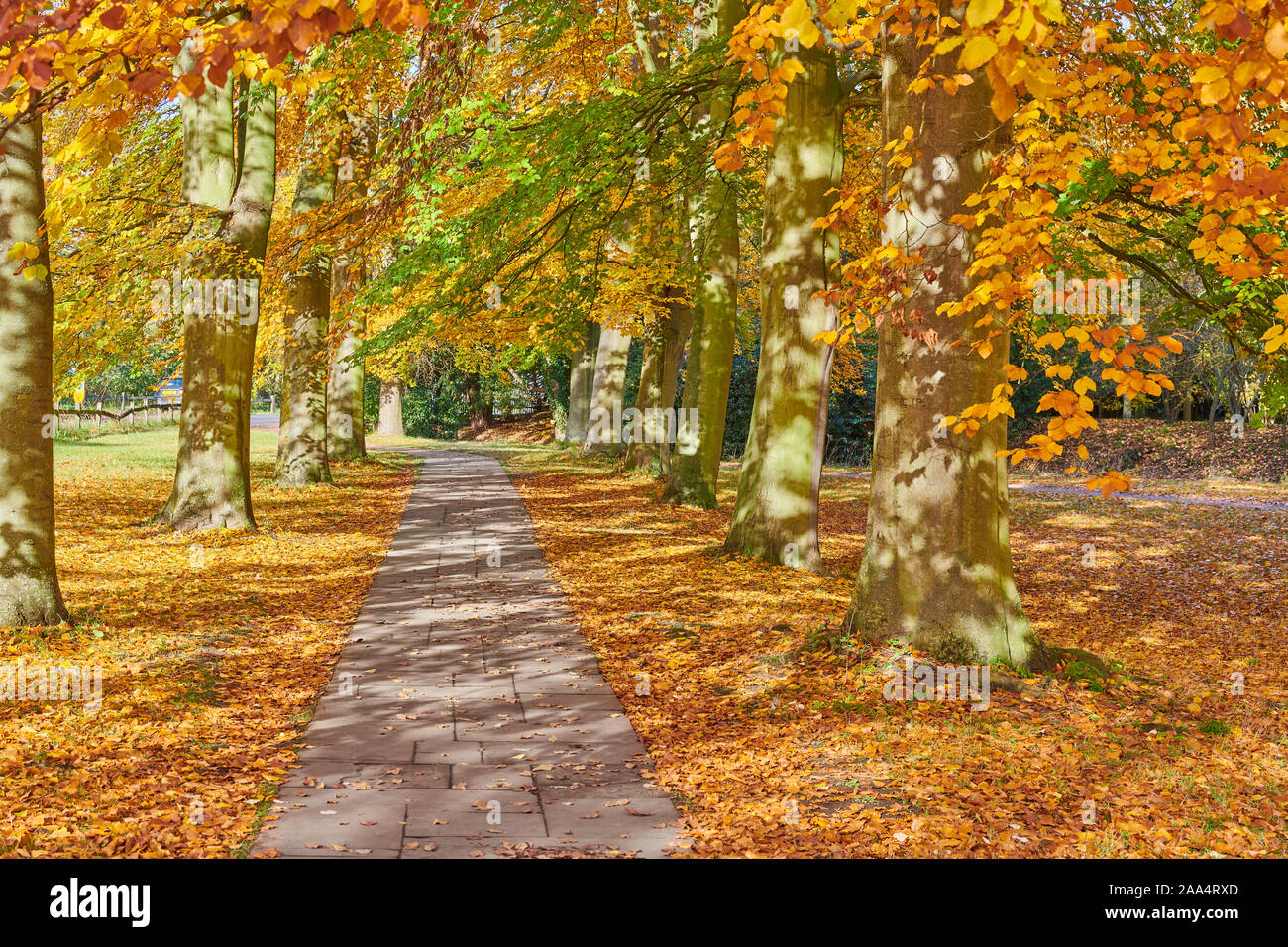 Un viale alberato percorso lungo i dorsi accanto al fiume Cam a Cambridge, Inghilterra, in una giornata autunnale. Foto Stock