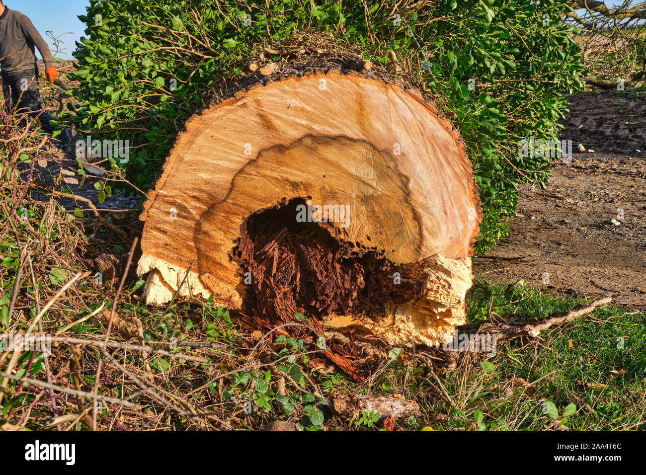 Una sezione trasversale di una recente malato abbattuto il frassino Fraxinus excelsior presentando cuore rot malattia fungina che provoca il decadimento nel centro di tronco Foto Stock