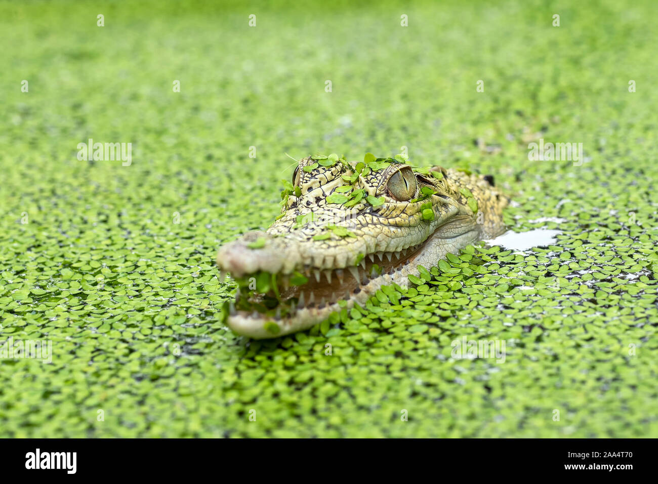 Coccodrillo in un fiume pieno di lenticchie d'acqua, Indonesia Foto Stock