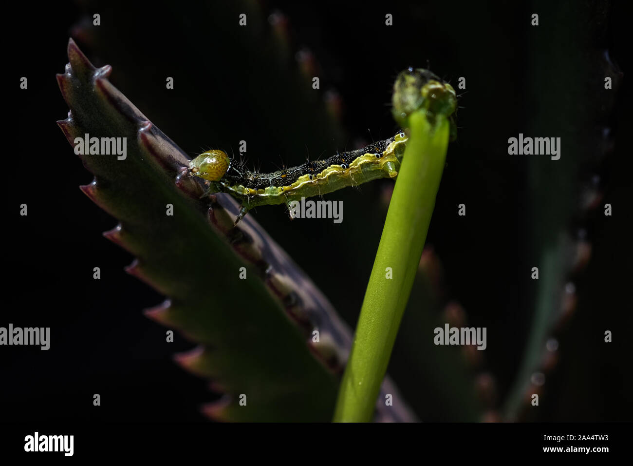 Caterpillar su un impianto, Italia Foto Stock