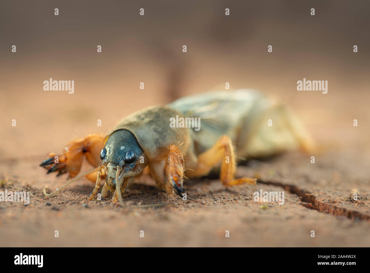 Close up di Mole cricket (Gryllotalpidae), Australia Foto Stock