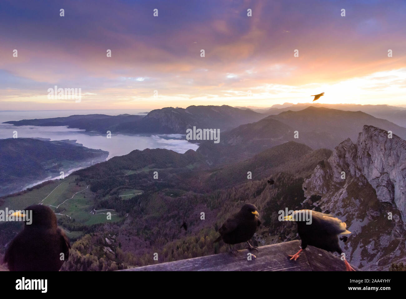 Sankt Gilgen: vista dal monte Schafberg a lago Attersee (con nebbia nuvole sopra l'acqua), Vertice Spinnerin, bird ALPINE CHOUGH Pyrrhocorax (gracu Foto Stock