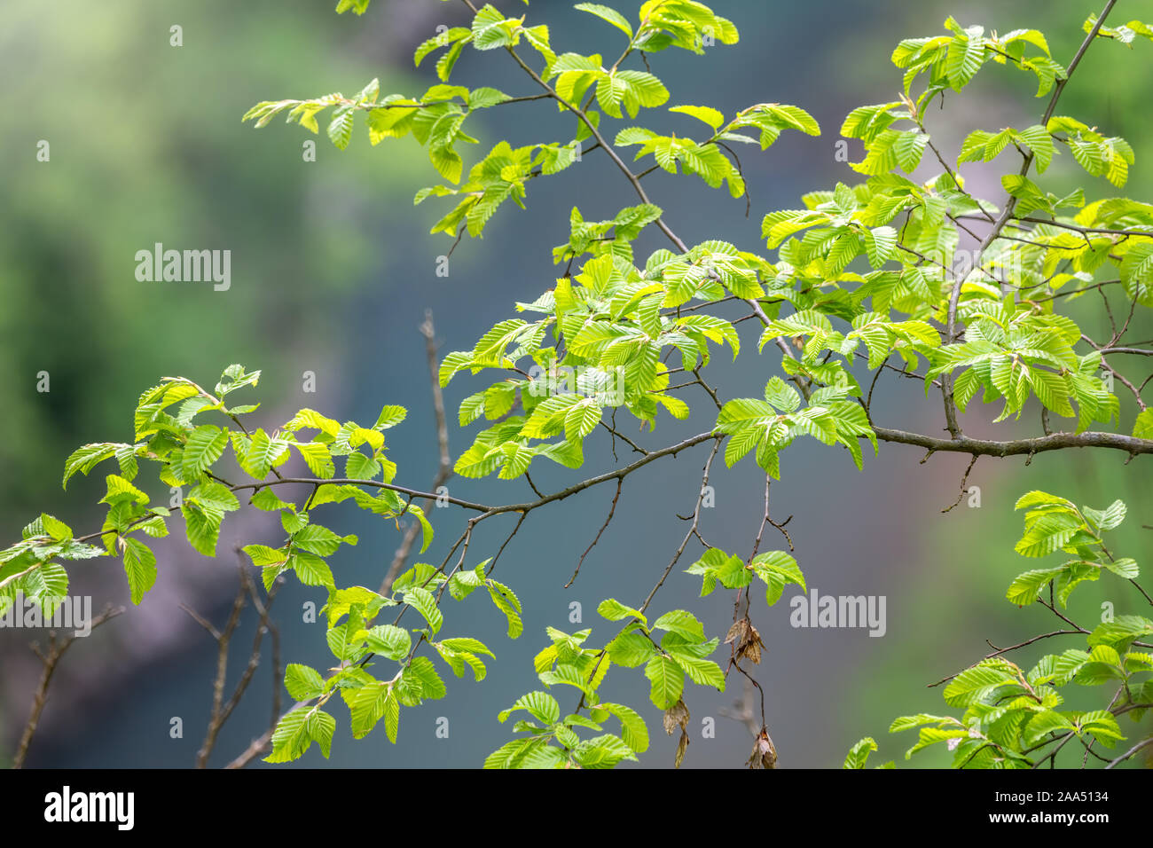 Il verde delle foglie di tiglio Tilia dasystyla su uno sfondo verde. Tilia dasystyla è una calce di latifoglie specie di albero Foto Stock