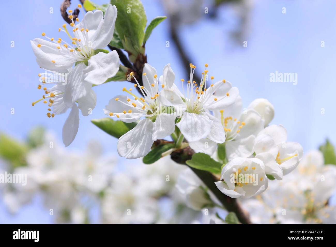 Close-up di susina bianca fiorisce contro un cielo blu Foto Stock