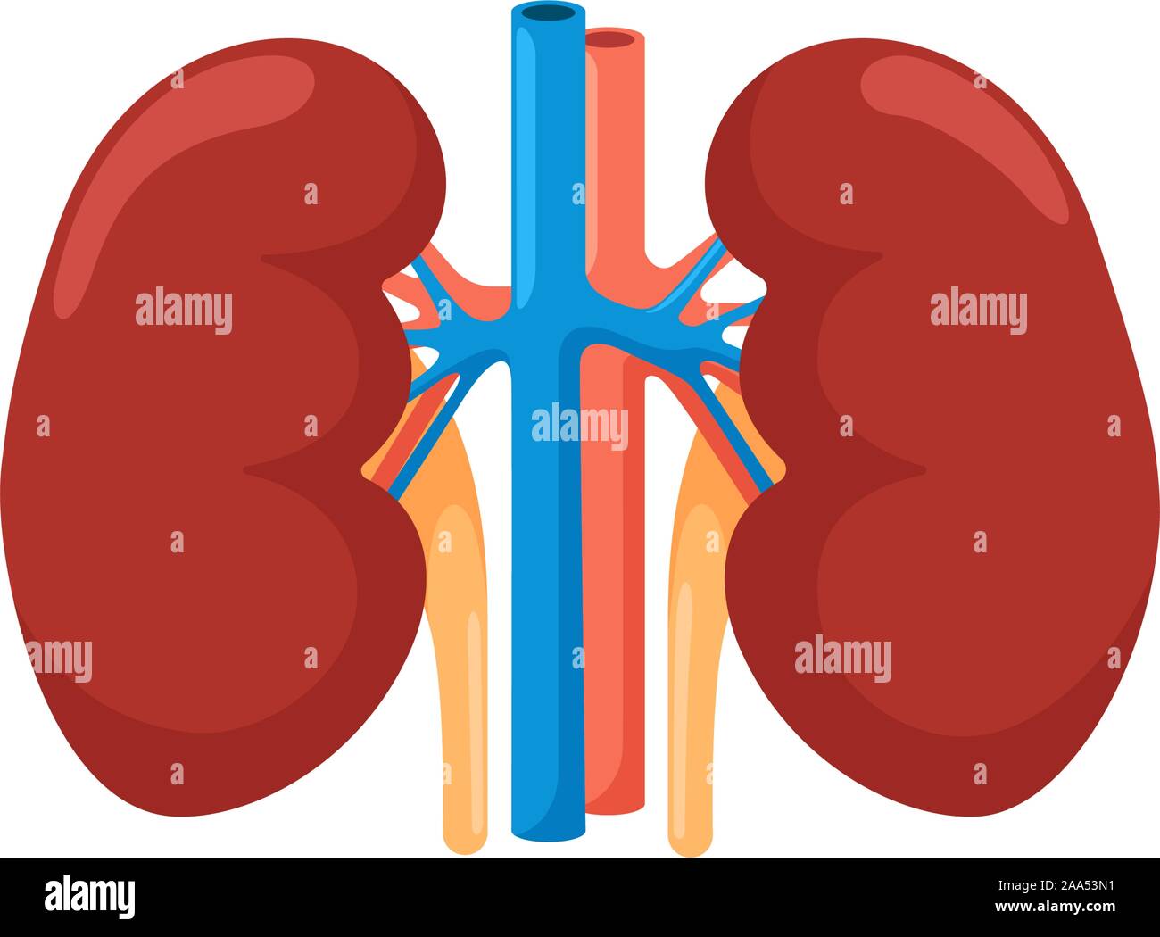 Rene umano organo interno. Urinario sistema endocrino vista frontale anatomia illustrazione vettoriale Illustrazione Vettoriale