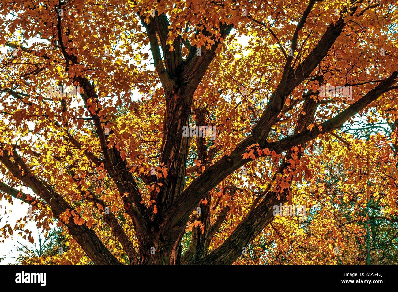 Albero in Central Illinois luminoso con foglie di autunno Foto Stock