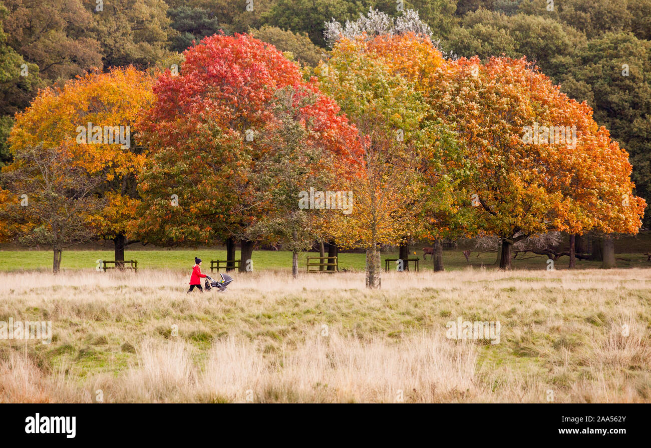 Woman in Red cappotto e hat spingendo passeggino godendo una giornata autunnale a spasso per il National Trust Tatton Park Parco Knutsford Cheshire Foto Stock
