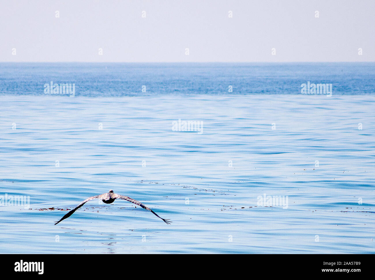 Pelican in volo vicino a Big Sur in California Foto Stock