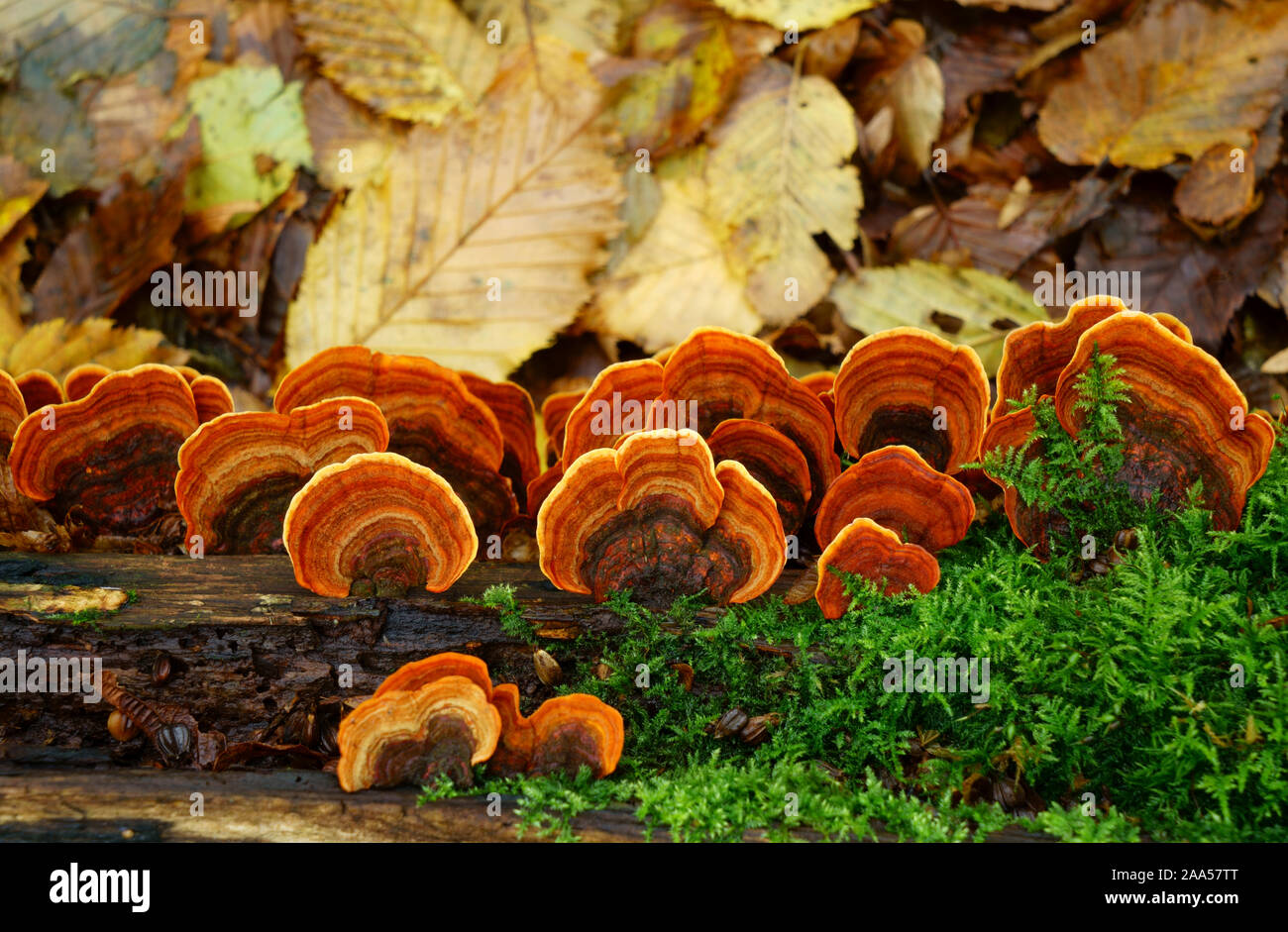 Un tipo di ripiano e funghi che crescono su deadwood. Foto Stock