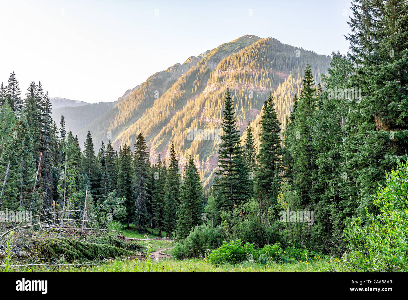 Di conifere alberi di pino sul sentiero al lago ghiacciato in Silverton, Colorado in agosto 2019 estate alba valle verde e picco Foto Stock