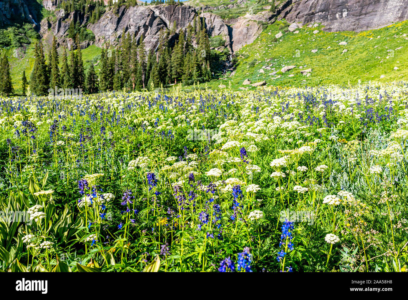 Giglio di mais e delphinium nuttallianum larkspur fiori sul prato di campo sulla pista di ghiaccio al lago vicino Silverton, Colorado in agosto 2019 estate Foto Stock