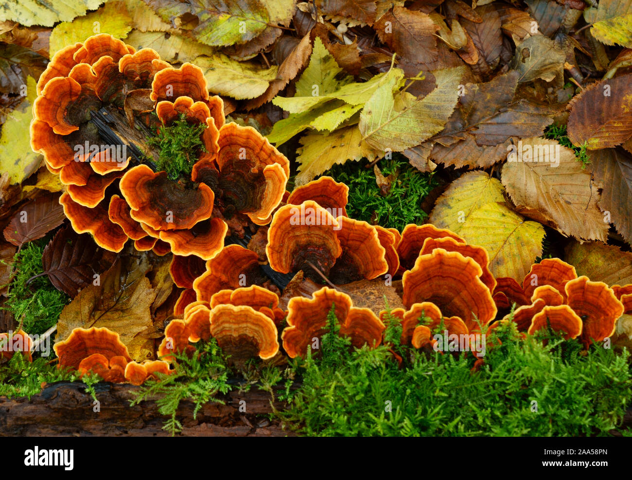 Un tipo di ripiano e funghi che crescono su deadwood . Foto Stock