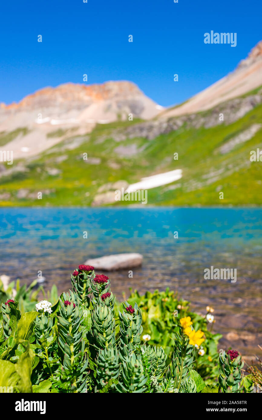 Primo piano vista verticale di di giallo e rosso dei fiori e ghiaccio acqua di lago vicino Silverton, Colorado in agosto 2019 estate su summit Foto Stock
