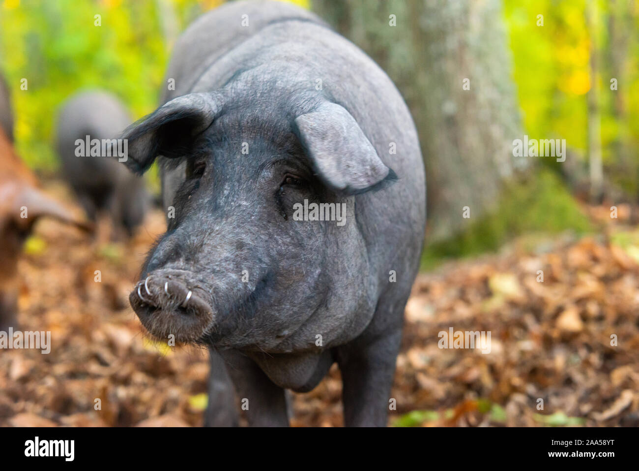 Close up ritratto di maiale iberican Foto Stock