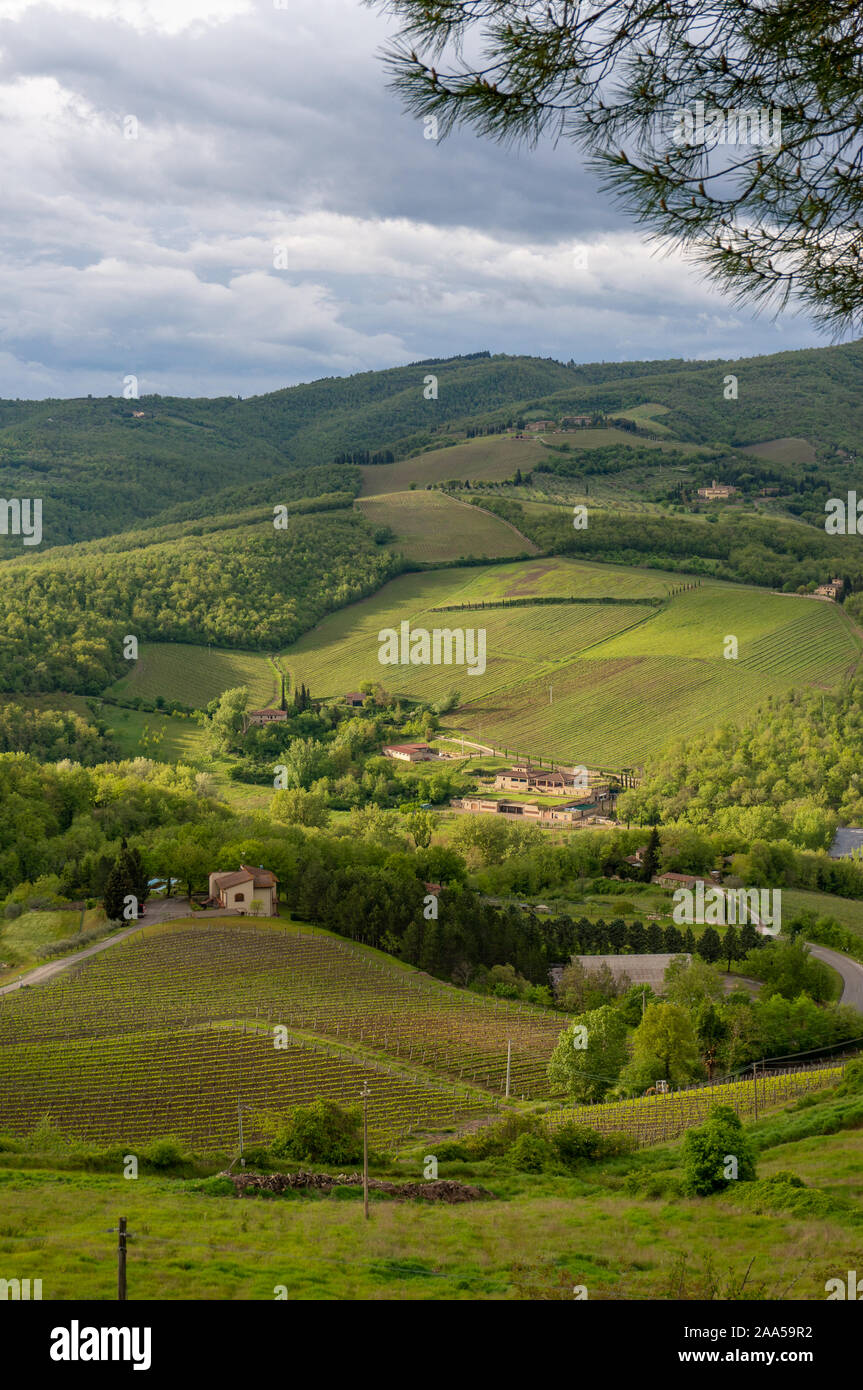 Il rotolamento croplands, Radda in Chianti, Toscana, Italia Foto Stock