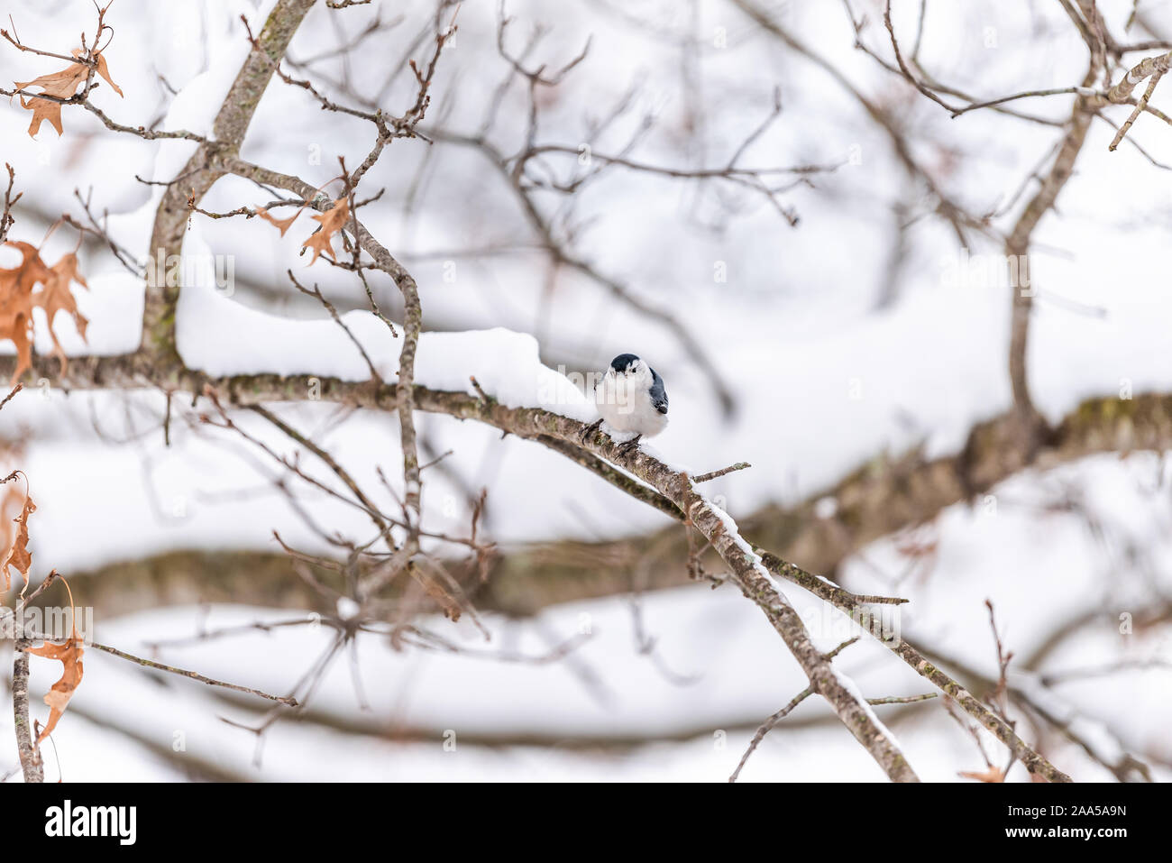 Bianco-breasted picchio muratore uccello sull albero durante l'inverno i fiocchi di neve coperta di neve quercia in Virginia sfondo bianco autunno inverno o in primavera Foto Stock