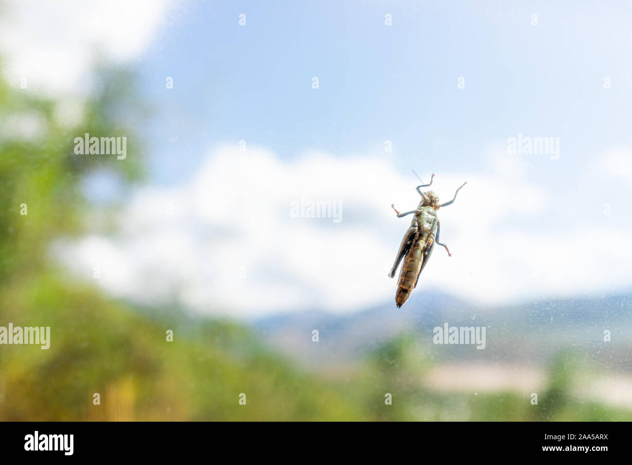 Macro closeup di grasshopper o cricket insetto che mostra la consistenza e il livello di dettaglio con le gambe e le ali e lo sfondo sfocato di alberi e il cielo di Aspen Colorado Foto Stock