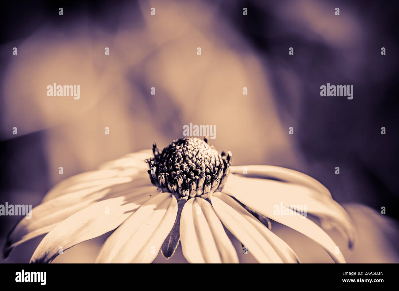 Splendida fioritura giallo fiori rudbeckia particolare tonalità seppia Foto Stock