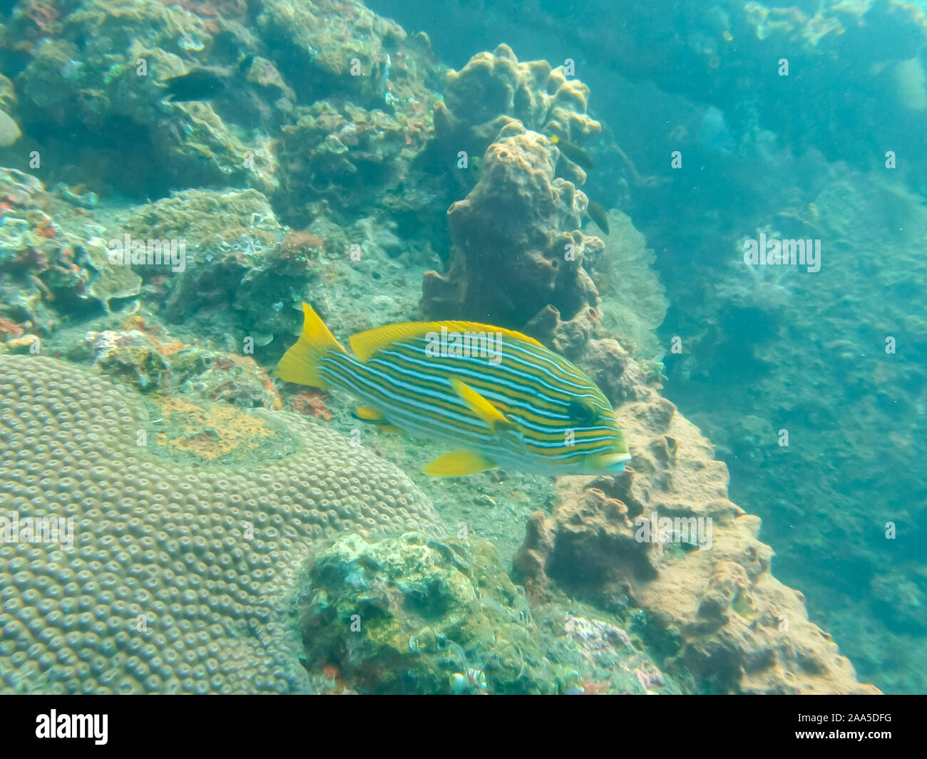 Un sweetlips rivestito sul relitto liberty a tulamben sull isola di Bali Foto Stock