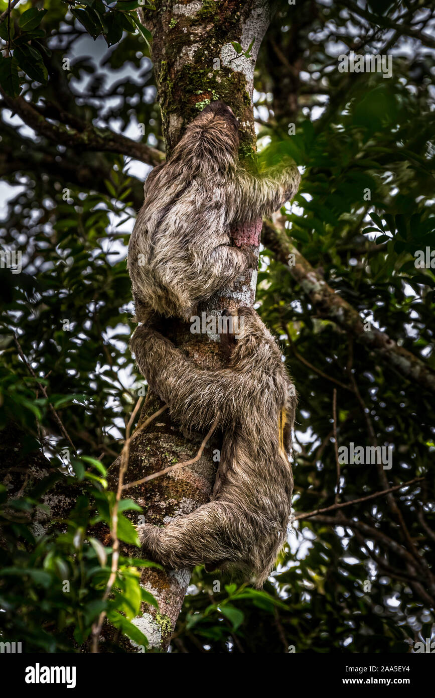 2 marrone-throated tre-toed bradipi sullo stesso albero maschio femmina a caccia di animali immagine presa nella foresta pluviale di Panama Foto Stock