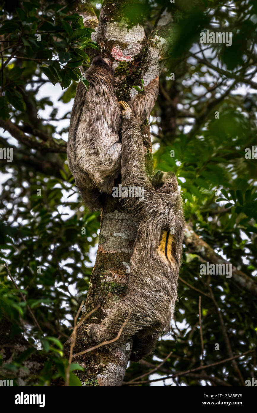 2 marrone-throated tre-toed bradipi sullo stesso albero maschio femmina a caccia di animali immagine presa nella foresta pluviale di Panama Foto Stock