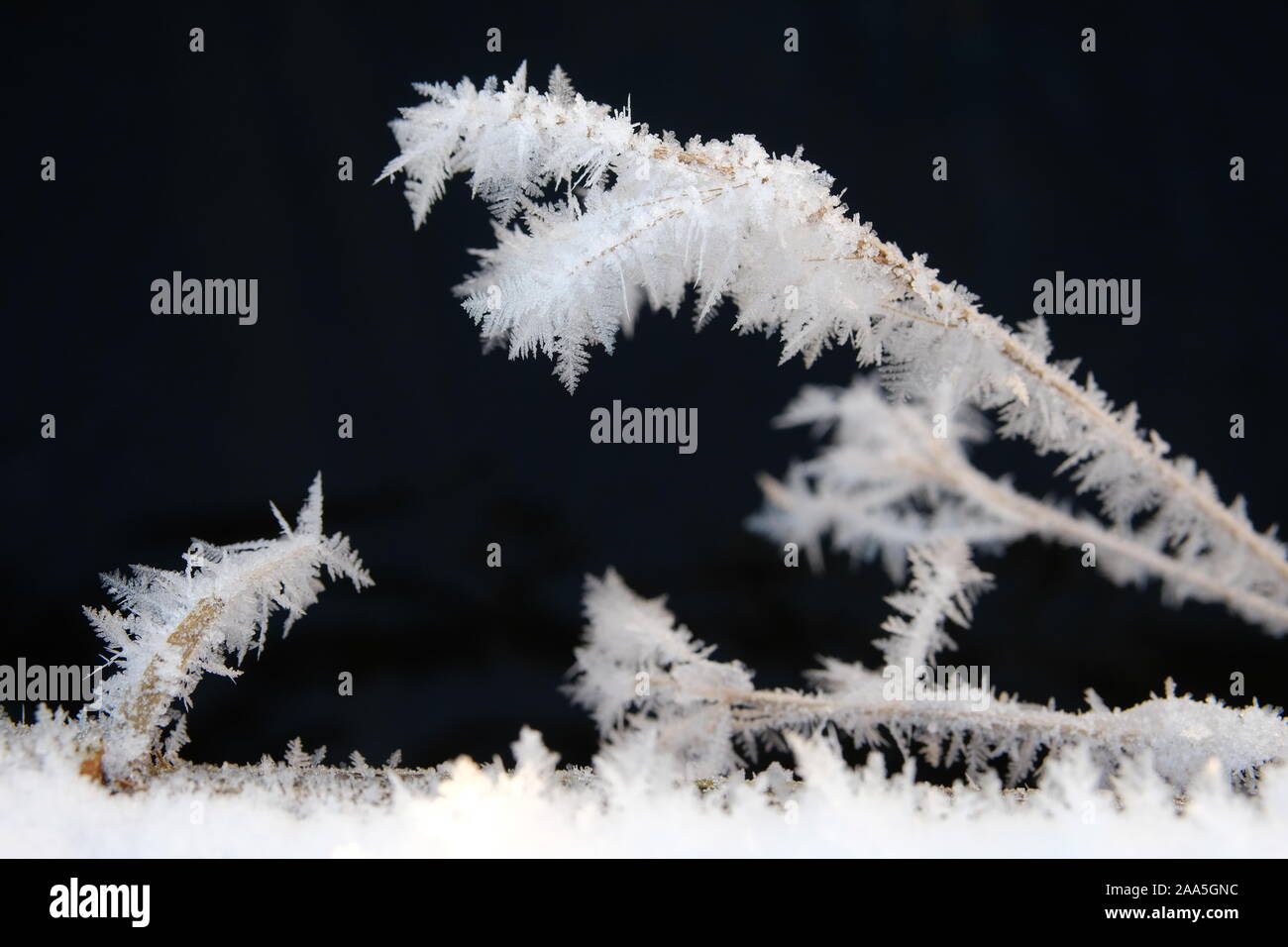 Natura congelate di approfondimento. Ramoscelli coperto di brina trasformata per forte gradiente, Anchorage in Alaska, Foto Stock