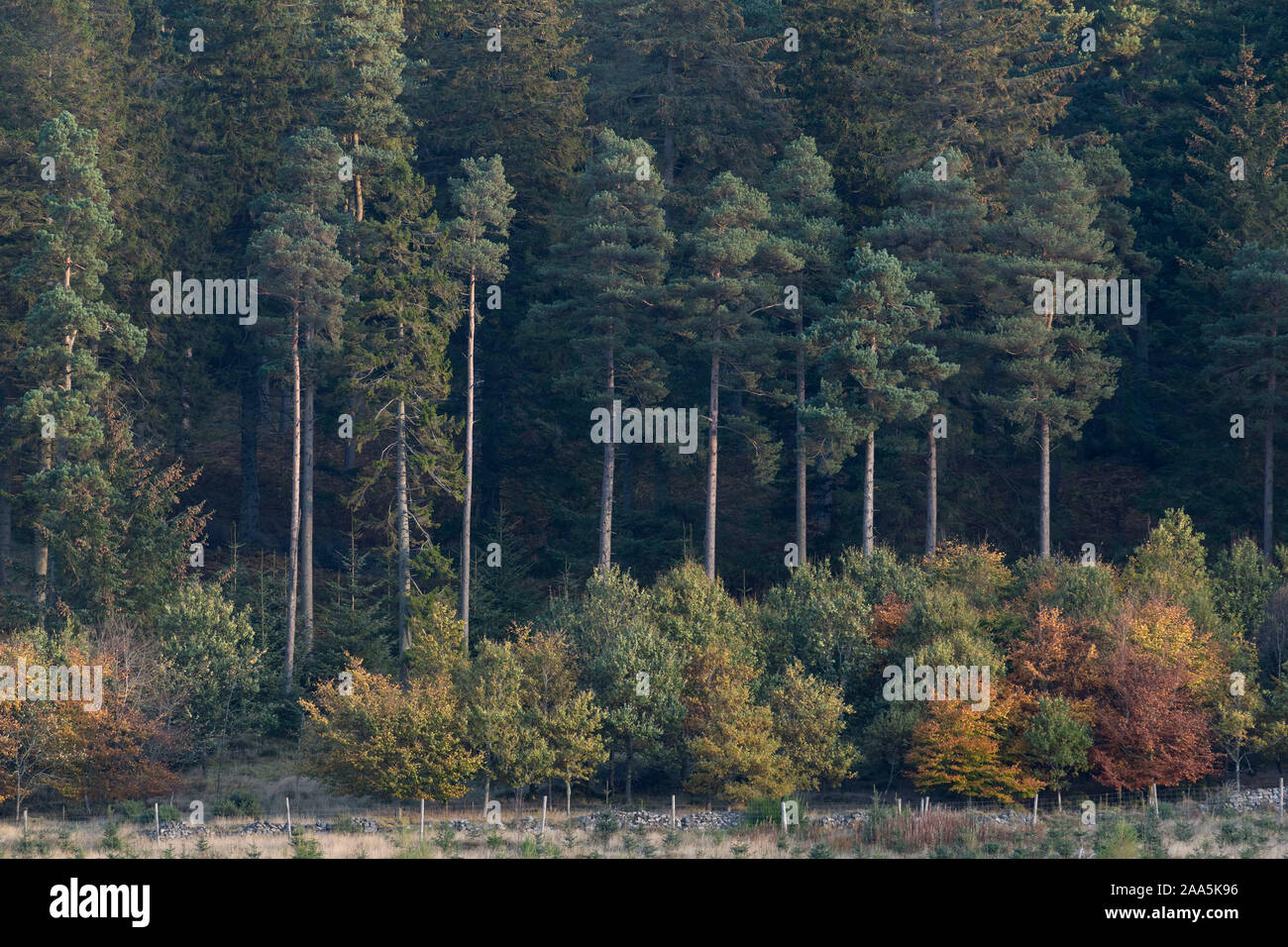 Una selezione di alberi decidui crescente in corrispondenza di un bordo di una foresta in autunno in ombra Foto Stock