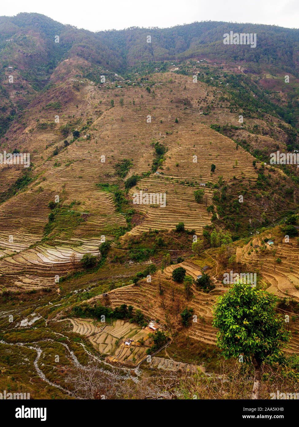 Estesi campi terrazzati nel remoto villaggio di Dalkanya sulla valle Nandhour, Kumaon Hills, Uttarakhand, India Foto Stock