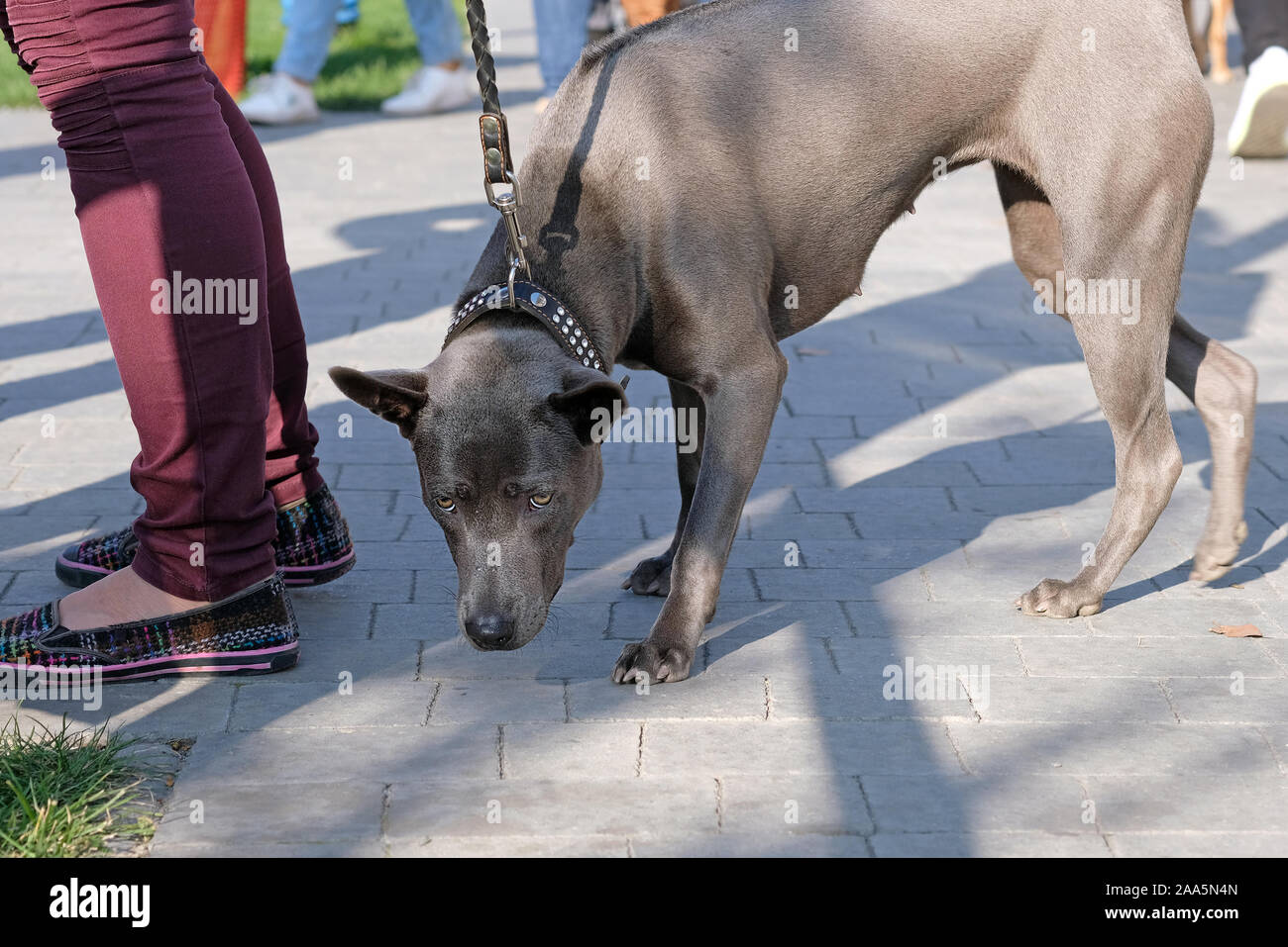 Thai Ridgeback al guinzaglio sniffare la strada. Un cane con breve, liscio, scintillanti capelli grigi in sun. Il Thai Ridgeback è in piedi accanto al proprio Foto Stock