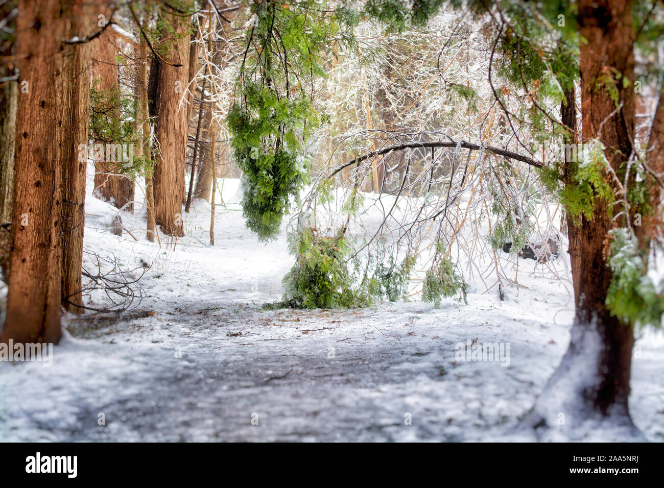 Inverno scena della foresta Foto Stock