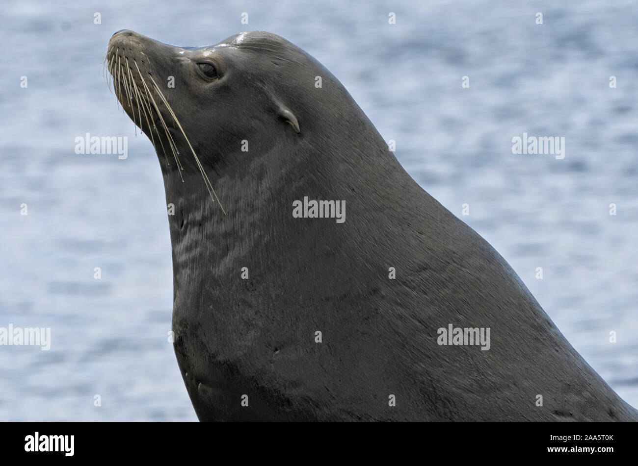 California i leoni di mare si appoggiano su una dock a Newport, Oregon, Porto Foto Stock