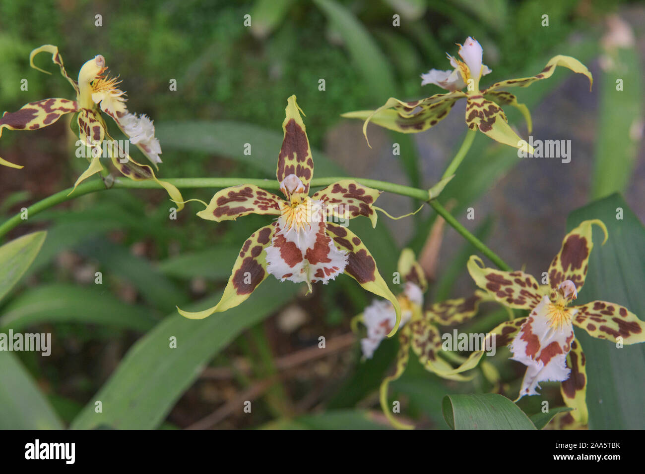 Odontoglossum orchidee in Quito Giardini Botanici, Quito Ecuador Foto Stock