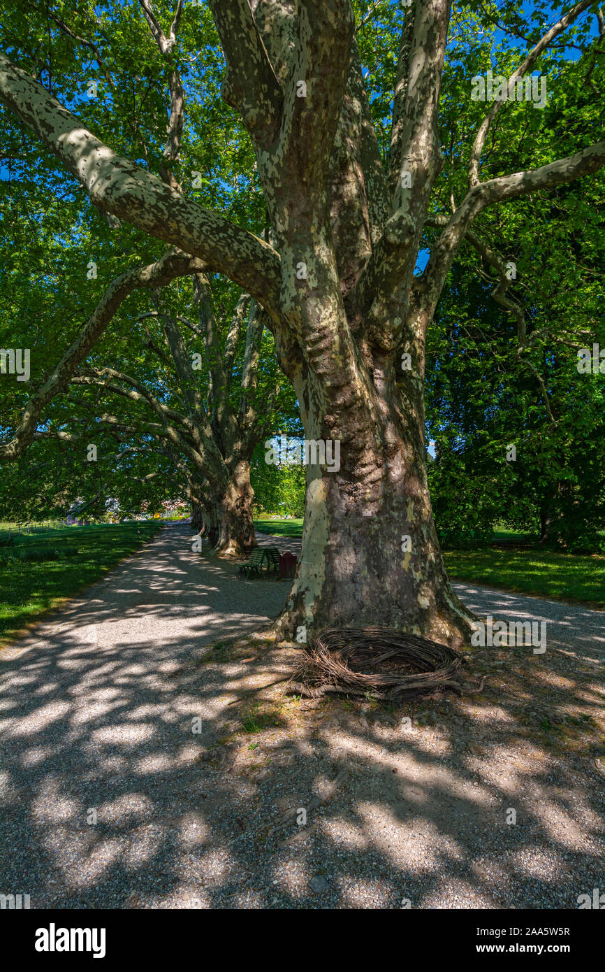 La Svizzera di Ginevra, Giardino Botanico Foto Stock