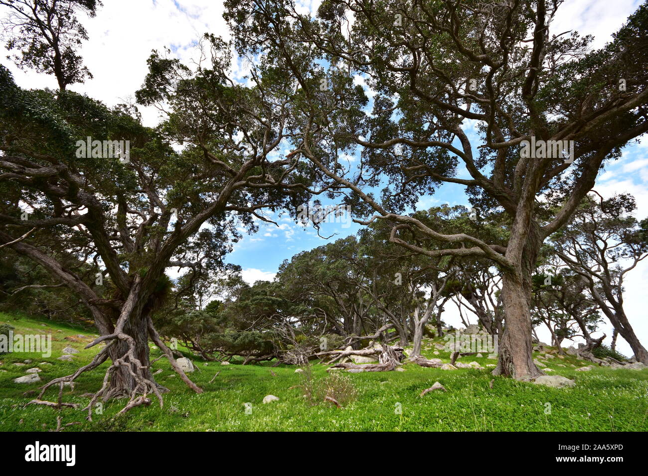 Paese roccioso con twisted alberi pohutukawa al punto di Ti in Nuova Zelanda. Foto Stock