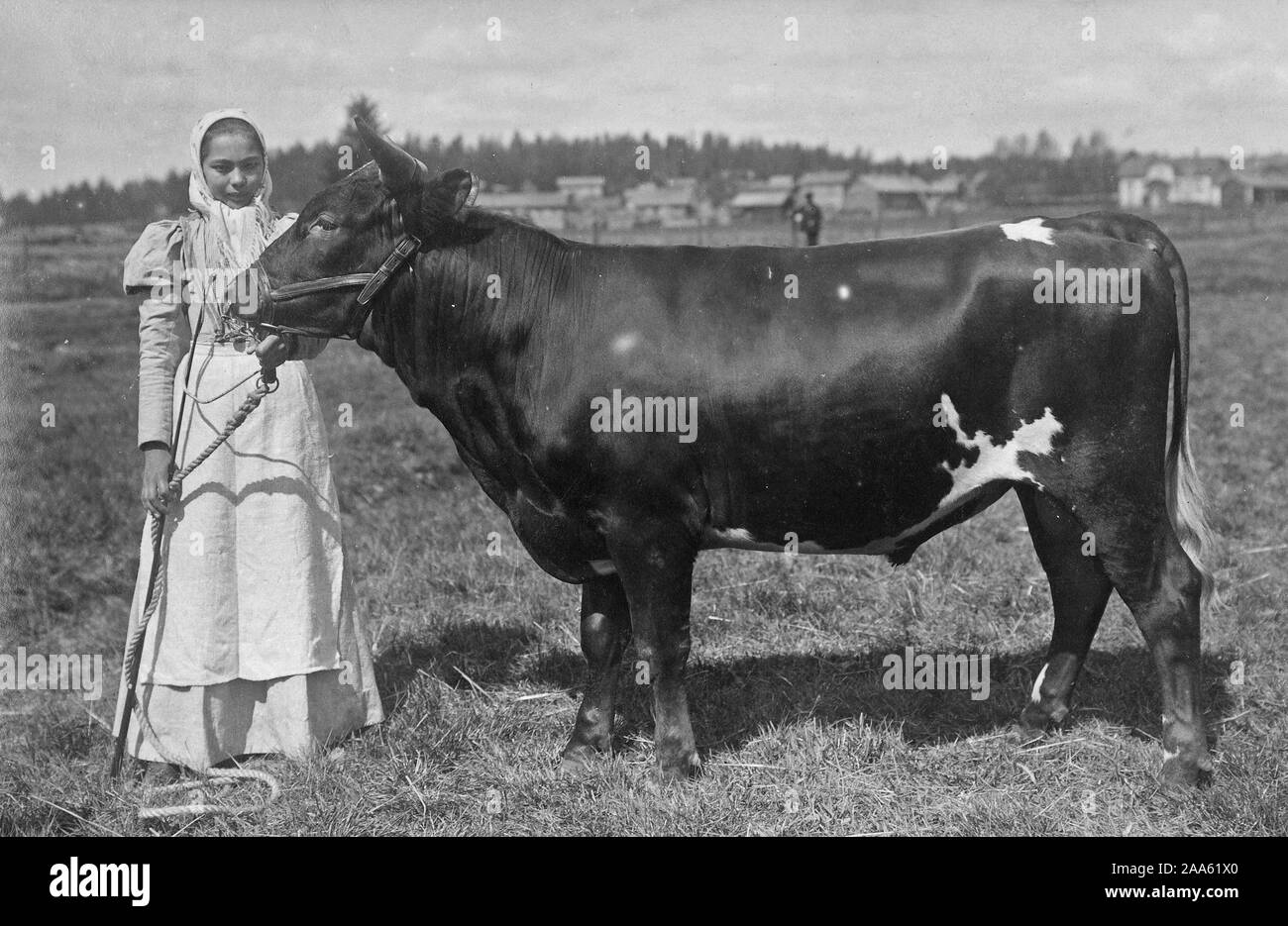 Finlandia - Storia - I.K. Inha agricoltura finlandese - ragazza finlandese con cow ca. 1899 Foto Stock