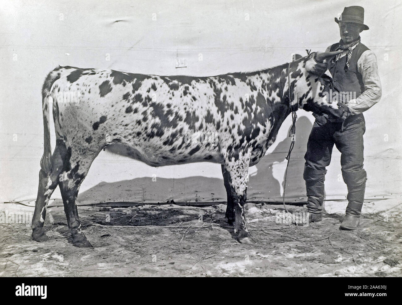 Finlandia - Storia - I.K. Inha agricoltura finlandese - uomo finlandese con cow ca. 1899 Foto Stock